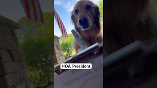 My dog became HOA President dog goldenretriever [upl. by Zawde]