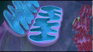 Mitochondria  the powerhouse of the cell  3D animated [upl. by Ellienad]