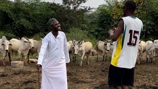 Danjuma the Cow Seller for Detty December  Latest Hausa Funny Skits [upl. by Reisch75]