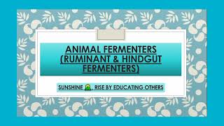 Ruminant Foregut and Hindgut Fermenters  Animal Fermenters [upl. by Bathilda]