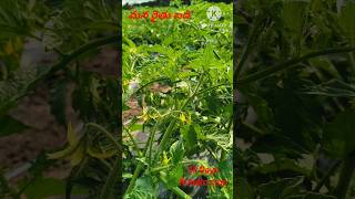 Tomato crop35 days healthy growth farming agriculture tomato [upl. by Honna]