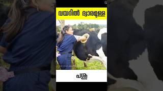 പശുവിൻ്റെ വയറിൽ കൈയിടാൻ ഒരു ധ്വാരം cannulaed cow malayalam facts shots [upl. by Pruchno425]