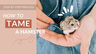 How To Tame A Winter White Hamster Fast IN ONE WEEK [upl. by Hadleigh]