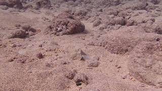 Key Largo scuba diving with Yellow Head Jawfish at Benwood Shipwreck [upl. by Naitsyrk]