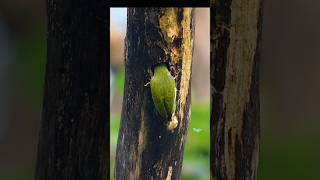 Coppersmith barbet wildbirdlife nature colourfulbirds birdslover cutebirds [upl. by Ahsinwad14]