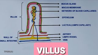 HOW TO DAW VILLUS DIAGRAM EASILY STRUCTURE OF VILLI [upl. by Lemuela961]