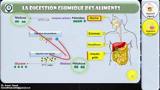 Lappareil digestif  Digestion chimique [upl. by Aihsoj415]