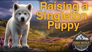 Raising a Singleton Puppy [upl. by Serrell]