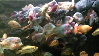 5300 L  Big American Cichlids  feeding time  wwwcichlidklubsk [upl. by Allard839]