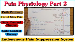 Pain Physiology  Part 2 ll Pain Pathway ll Fast amp Slow Pain ll Gate Control Theory [upl. by Llydnek30]