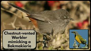 CHESTNUTVENTED WARBLER mimicking a Bokmakierie [upl. by Trevethick]