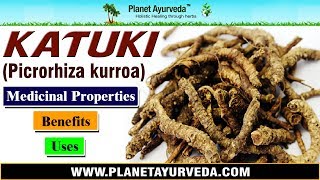 Katuki  Picrorhiza kurroa  Benefits Uses amp Medicinal Properties [upl. by Losyram]