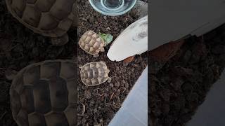 Abuzer ve Çitos kış uykusuna mı yatacak 🥲 tortoise [upl. by Anilocin]