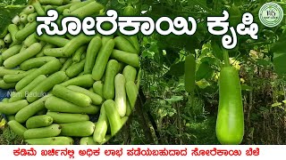 Bottle Gourd Farming nambaduku agriculture farming karnataka kolar mulbagal [upl. by Medovich]