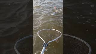 My Grandpa Hooks Up With A STUD fishing shallows florida redfish [upl. by Adamek]