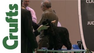 Crufts 2012  Spaniel Cocker Best of Breed [upl. by Ebeneser]