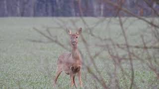 UN CHEVREUIL ABOIE  Capreolus capreolus [upl. by Richardson]