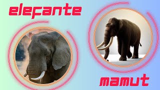 Diferencia entre elefante y mamut [upl. by Aridni]