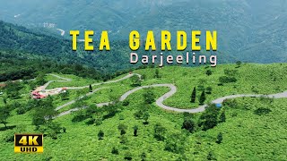 Tea Garden Darjeeling North Bengal INDIA [upl. by Firman]