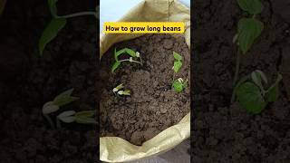 How to grow long beans shorts reels viralvideo garden organic vegetables agriculture [upl. by Cinnamon60]