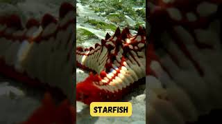 Starfish Song Short for Kids  Fun Sea Animal Adventure  Phonics amp Learning  abcd shorts kids [upl. by Sesylu]