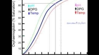 Hemoglobin Dissociation Curve Part 1 [upl. by Ellenahc]