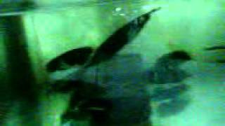 Blackghost knifefish breeding [upl. by Giltzow]