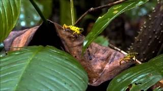 Poison Dart Frogs The Documentary [upl. by Willner961]