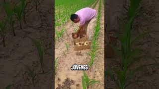 ¿Por qué los chinos dejan faisanes en los campos😮 shortsvideo [upl. by Fleisig]