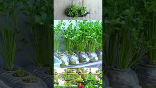 Easy coriander cultivation at home YouTube shortsreels videos [upl. by Neuburger353]