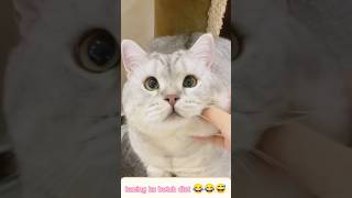 Meet the chunky cat a paw Siri let hilarious companion funnycat funncats youtubeshorts [upl. by Atnauq]