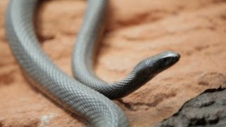 Why Do Venomous Animals Live In Warm Climates [upl. by Elisee995]