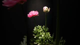 Ranunculus timelapse [upl. by Eiddal]