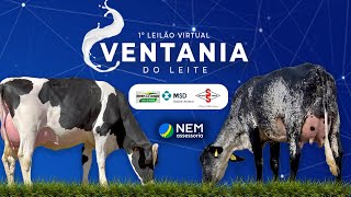 ✅ 1° LEILÃO VIRTUAL VENTANIA DO LEITE  1011 às 1800 [upl. by Jacobsen]