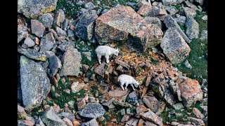 Mountain Goats  Rock Climbing Cliffs  Mt Evans Colorado [upl. by Aible]