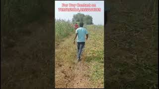 The Best clip of Shaktikissan reaper binder in Morena Madhya Pradesh [upl. by Haile]