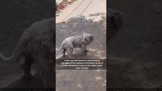 gaza a dog waits for his family to return فى غزة حيث تنتظر الكلاب عودة اصحابها المستحيلية [upl. by Carlee]