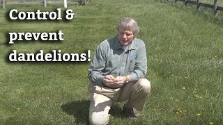 How to Control amp Prevent Dandelions  Lawn Care Tips amp Dandelion Prevention [upl. by Casie]