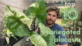 Top 10 Variegated Alocasia [upl. by Annair]