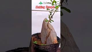 Made Bonsai Plant with Unique Technique  shorts plant bonsai [upl. by Shirley]