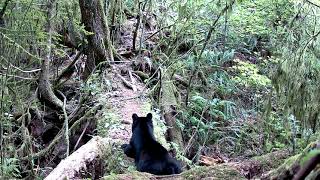 Meidase P60 Trail Camera  Mother bear remains alert for danger [upl. by Nahgeam]