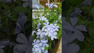 Plumbago Flower  Blue Plumbago  Cape Leadwort plantscience4u [upl. by Garner]