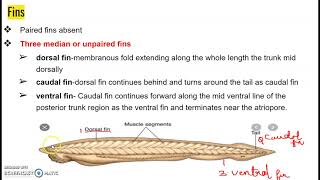 Branchiostoma Amphioxuspart1 [upl. by Rochell]