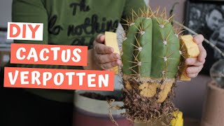 Zo verpot je zelf een cactus zonder stekels in je vingers  DIY CACTUS VERPOTTEN [upl. by Sherrer110]