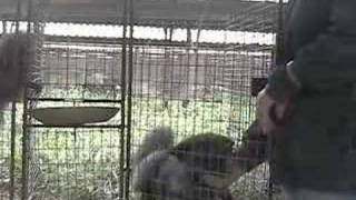 Belyaev Experiment Docile Foxes [upl. by Tail468]