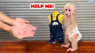 So smart Baby monkey Annie knew to ask for help from dad [upl. by Desirea]