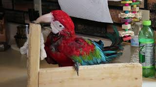 Zeto  Green Wing Macaw Baby [upl. by Proctor209]