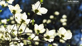 Pacific Dogwood and its natural habitat [upl. by Cheyney]