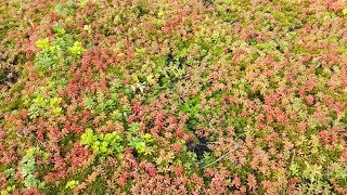 Dachbegrünung günstig selber machen einfach mit Blumenerde [upl. by Telford705]