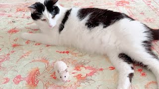 Top 10 Hilarious Escapes Cats vs Hamsterstop10 funny cat [upl. by Kelton]